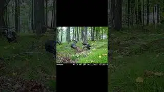 【Camojojo】Jungle Dining: Turkeys on the Hunt for a Feast! #animals #camera #turkey