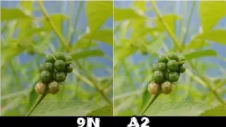 Mi A2 VS Honor 9N Camera Test Comparison