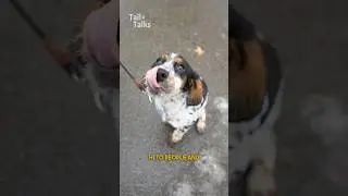 Meet Winnie, a 5-month-old Cocker Spaniel who loves to roll around! #cockerspaniel #dog