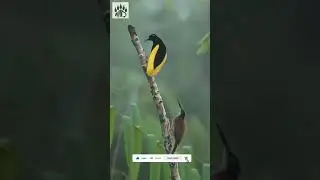 Twelve Wired Bird..... indonesia
