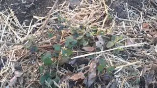 GrowAsis Discovery for Growing Season 2015