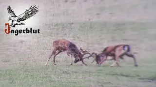 Jagd auf Damhirsche in Rum&auml;nien | Jagerblut Jagdreisen