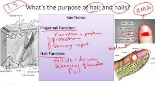 Nail and Hair Structure and Function