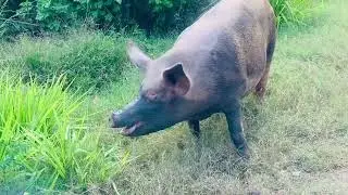 Pig 🐖 pig eating grass #pigfarmvideo #pigvideo #funnyanimals #funnypig