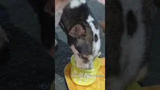 Dogs feeding &hearts;️🙂💕#ytshorts #doglover #dog #humanity #love #sada ngo