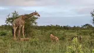 Giraffe Tries Saving her Calf From Hunting Hyenas