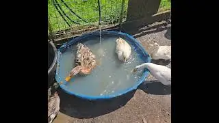 Bath Time For The Ducks.