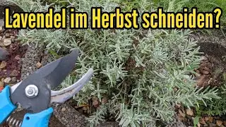 Macht es Sinn Lavendel im Herbst zu schneiden oder besser bis zum Fr&uuml;hjahr damit warten?