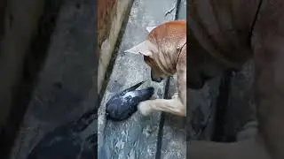 Такой нежный, но такой любопытный