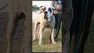 Pakistani Bully  Shocking Fight You Must See!