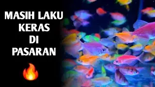 Review toko ikan hias jatiwangi 2025
