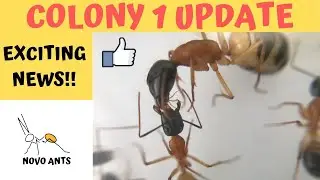 Ant Colony 1 - Banded Sugar ants / Queen Scarlet - Camponotus consobrinus - Jan 2020 Novo Ants