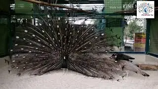 BUFORD BRONZE WHITE EYE PEACOCK