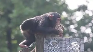 Happy World Chimp Day!