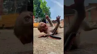 Reaksi Bayi Monyet Saat Ketemu Kaki Seribu! 😱🪱 | Lucu & Menggemaskan