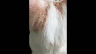MsChels Petacure RELEASE TOXINS touch 4 health in pets