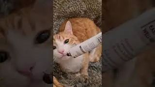 From Nay to Yay in 5 Secs - Cat Discovers Malt Paste and Falls For It, Hard @rijika.baby