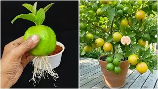 Simple way to grow guava plant at home | From fruit to plant