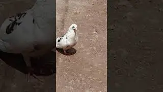 cooing cooing pigeon voice