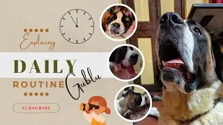 Our Pets  Daily Schedule | Pug | Saint Bernard  | Persian Cat 😻 🐶 🐩
