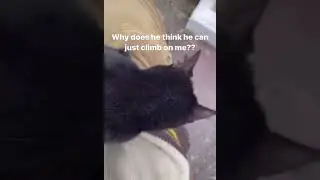 Cat climbs on Wilbur soot
