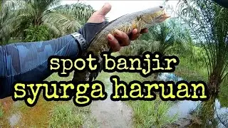 casting haruan di spot sawit banjir ||  syurga sang haruan || @adyflychannel