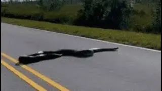 Florida Pythons - Concrete Chaos