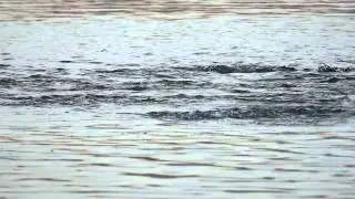 Long-tailed duck diving [0.25X Slow Motion]