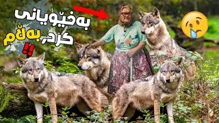 پیرەژنێک 4 بێچووە گورگی ڕزگارکرد! وە کاتێک گەورەبوون چۆن چاکەکەیان دایەوە؟!!