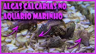 ALGAS CALCÁRIAS NO AQUÁRIO MARINHO NANO REEF LOW TECH