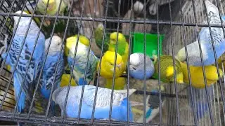 Lalukhet Sunday Market Jaal Rates (5 Jan 2026) | Bird Cages & Nets Price Update