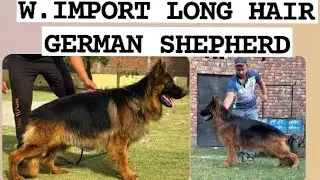 🐾SHOW QUALITY LONG HAIR GERMAN SHEPHERD 🐶 SONIPAT HARYANA🇮🇳 ONLY CASE MATTING.