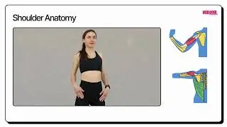 Shoulder Anatomy | Medical studies | Medicoed #shoulderanatomy #medicalnotes