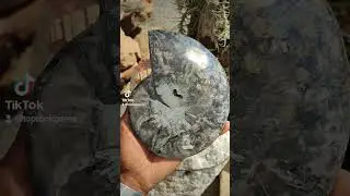 Beautiful Rare Black Ammonite Fossils expertly cut & polished from Madagascar