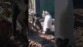 #Cats fighting and having arguments