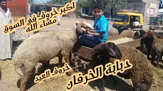 جولة من داخل سوق طنطا العمومي للمواشي   5/7/2021 مع اسعار الخرفان والاغنام اللحم اضاحي العيد