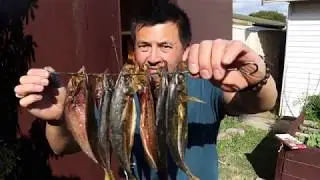 Catch and Cook Yellowtail (making Aussie Kippers) Part 1 of 2