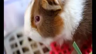 Happy Cavy House Happy Meal