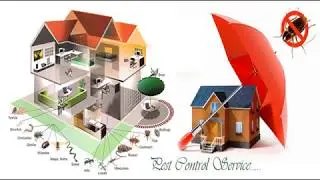 Best Pest Control Services Near You - Pest Control Expert