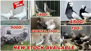 Frillback Kabutar, Hungerian,Pouter, Mukkhi, Satin,long face,king ,Mudina pigeon new stock