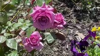 Plum perfect roses 2022