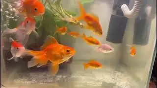 Review of my gold fish, s