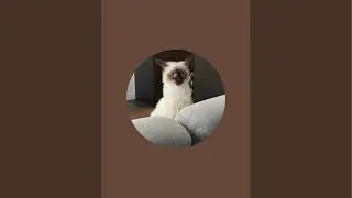 Sylvia the Cat is live!