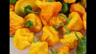 ⟹ Scotch Bonnet Jamaica Yellow Pepper, Capsicum chinense #aji