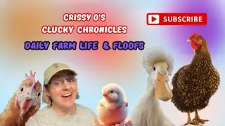 Daily Floof & Farm Life #backyardflock #homesteading #cluckychronicles #backyardanimals #adorable