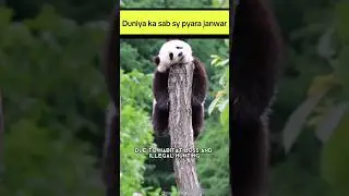 panda 🐼 duniya ka sab sy pyara anilam #facts #viralvideo #amazingfacts #The world knowledge