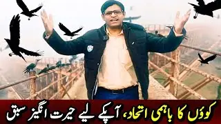 Crows' Unity | Sacrifice | Crows Are Playing | Chiniot City