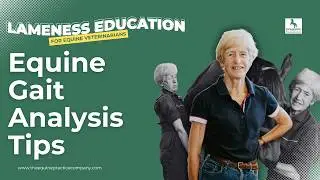 Equine Gait Analysis Tips: Evaluating Stride and Impulsion