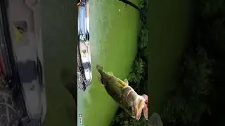 bass fishing with baby duck  lure￼￼ 🤯🤯🤯#injured