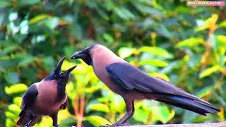 Smart Pair Of Crows Sharing Food | Sharing Is Caring | The Most INTELLIGENT Bird